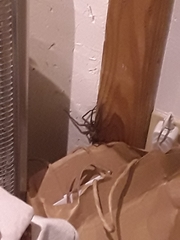 Heteropoda venatoria