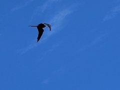Fregata magnificens