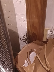 Heteropoda venatoria