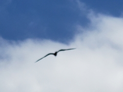 Fregata magnificens