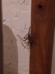 Heteropoda venatoria