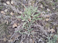 Psephellus sibiricus