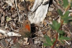 Cosmosatyrus leptoneuroides