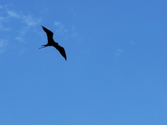 Fregata magnificens