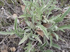 Psephellus sibiricus