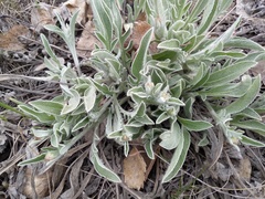 Psephellus sibiricus