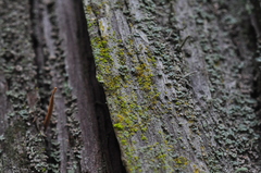 Chrysothrix granulosa