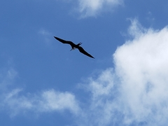 Fregata magnificens
