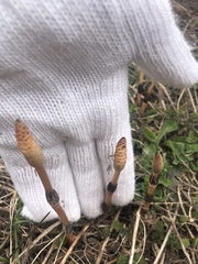 Equisetum arvense image