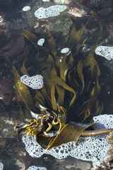 Ecklonia