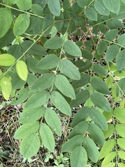 Robinia hispida kelseyi