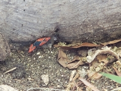 Dysdercus andreae