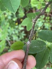 Robinia hispida kelseyi