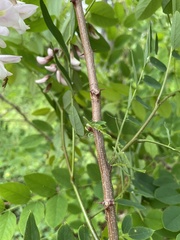 Robinia hispida kelseyi