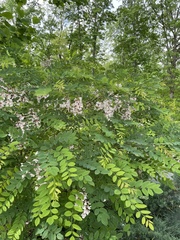 Robinia hispida kelseyi