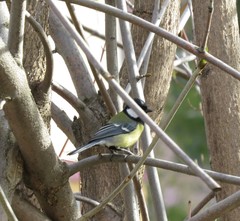 Parus major