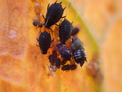 Black bean aphid