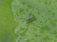 Limnogonus fossarum