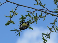 Parus major