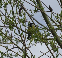 Parus major