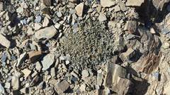 Astragalus peruvianus