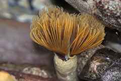Protula bispiralis