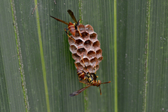 Mischocyttarus mexicanus cubicola