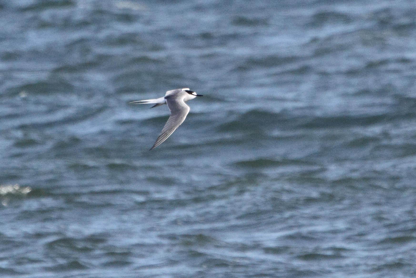 Aleutian Tern