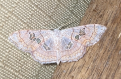 Scopula cuneilinea