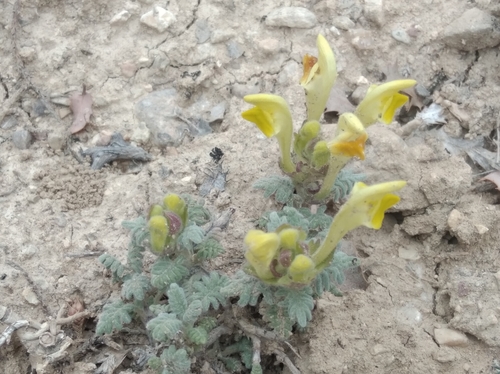 Image of Scutellaria orientalis by (c) Ben Costamagna, some rights reserved (CC BY)