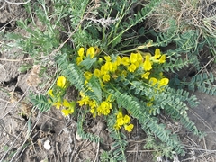 Astragalus lagobromus
