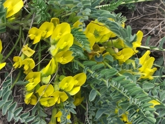 Astragalus lagobromus