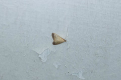 Crypsiptya coclesalis