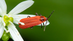 Lopheros rubens