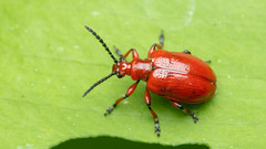 Lilioceris merdigera