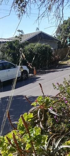 Hairy Golden Orb-weaving Spider