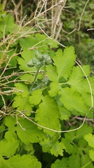 Chelidonium majus