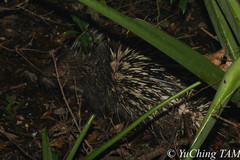 Hystrix brachyura