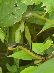 Chironius flavopictus