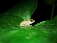 Pseudophilautus popularis