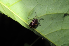 Sinocymbachus politus