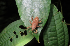 Cryptoderma formosense