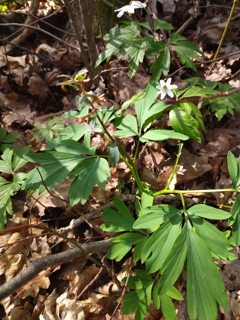 Hollowroot from Karelichy, BY-HR, BY on May 06, 2022 at 10:30 AM by ...