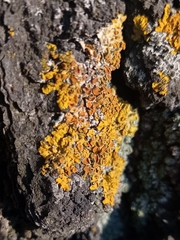 Xanthoria parietina