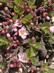 Prunus prostrata
