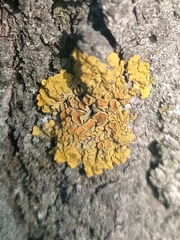 Xanthoria parietina