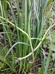 Allium oleraceum