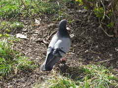 Columba livia domestica