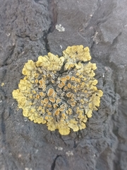 Xanthoria parietina