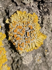 Xanthoria parietina
